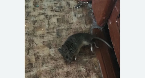 Дезинфекция от мышей в Ишиме